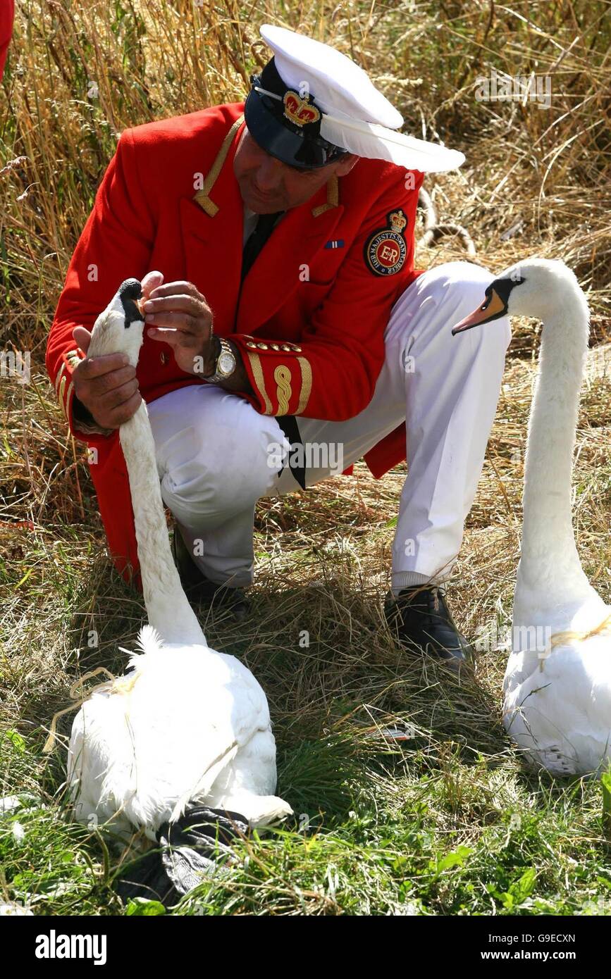 The queens swan marker inspects a pair of swans hires stock