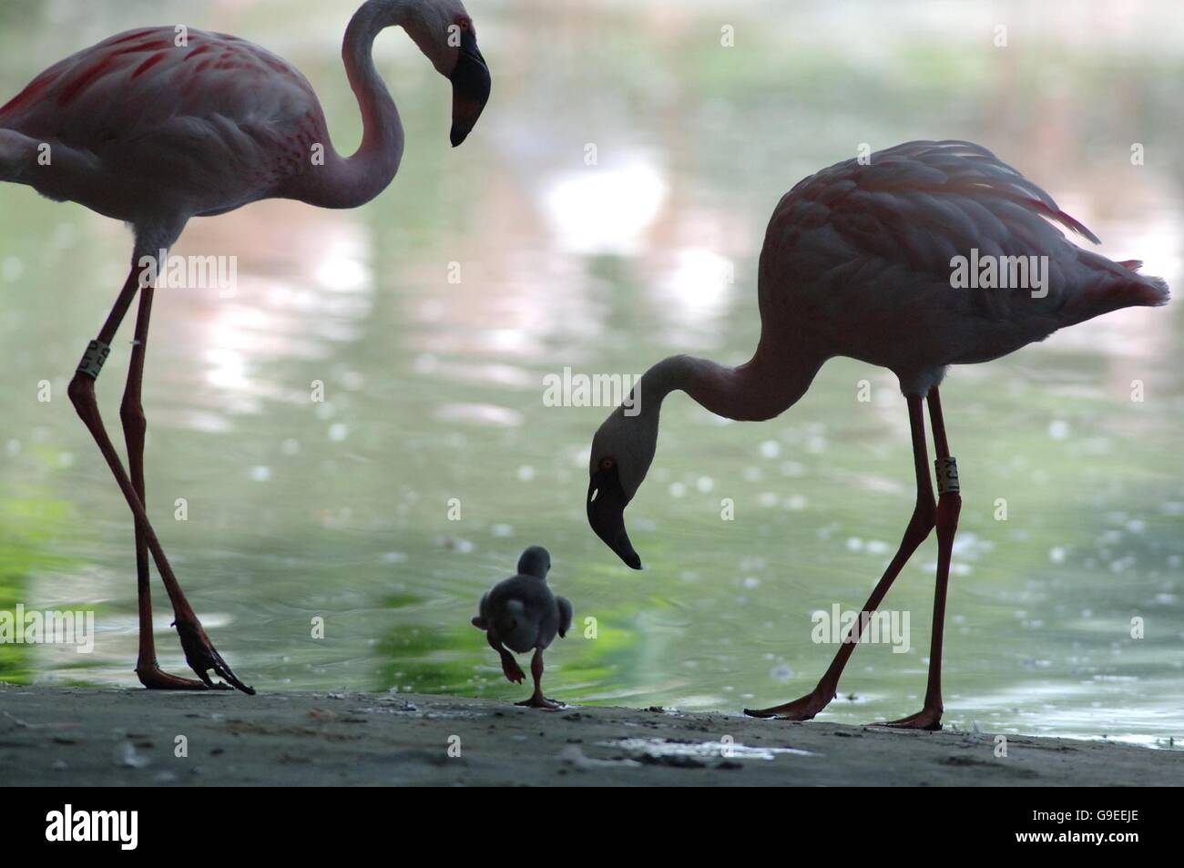 Rare baby flamingo born in UK Stock Photo Alamy