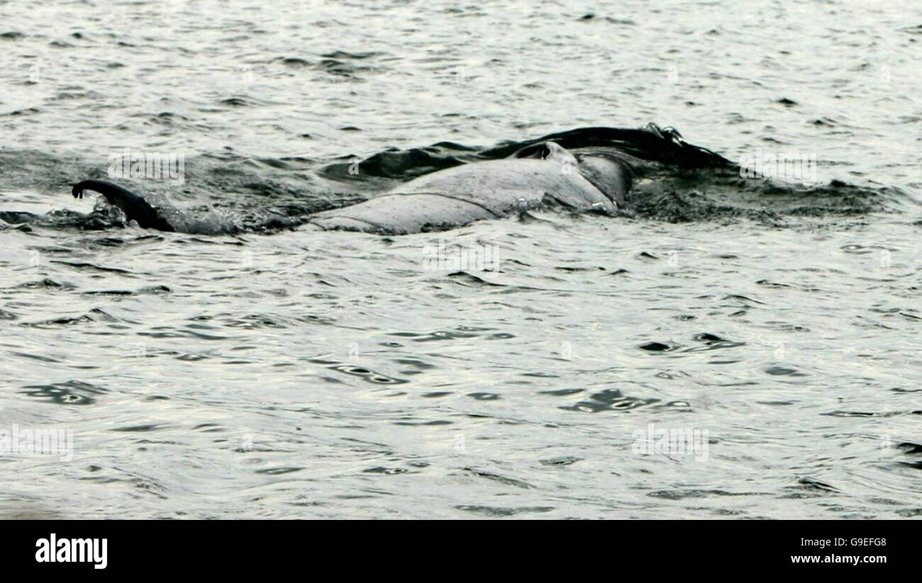 Minke whale rescue hi-res stock photography and images - Alamy