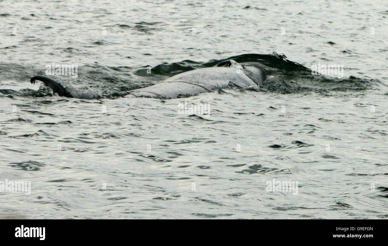 Minke whale rescue hi-res stock photography and images - Alamy