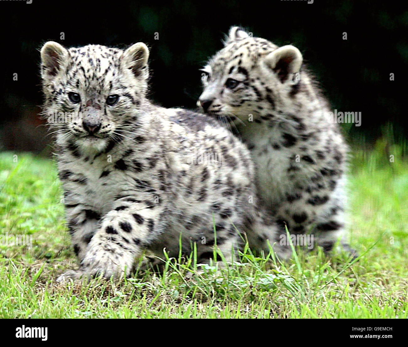Snow leopards born at Dublin Zoo Stock Photo - Alamy