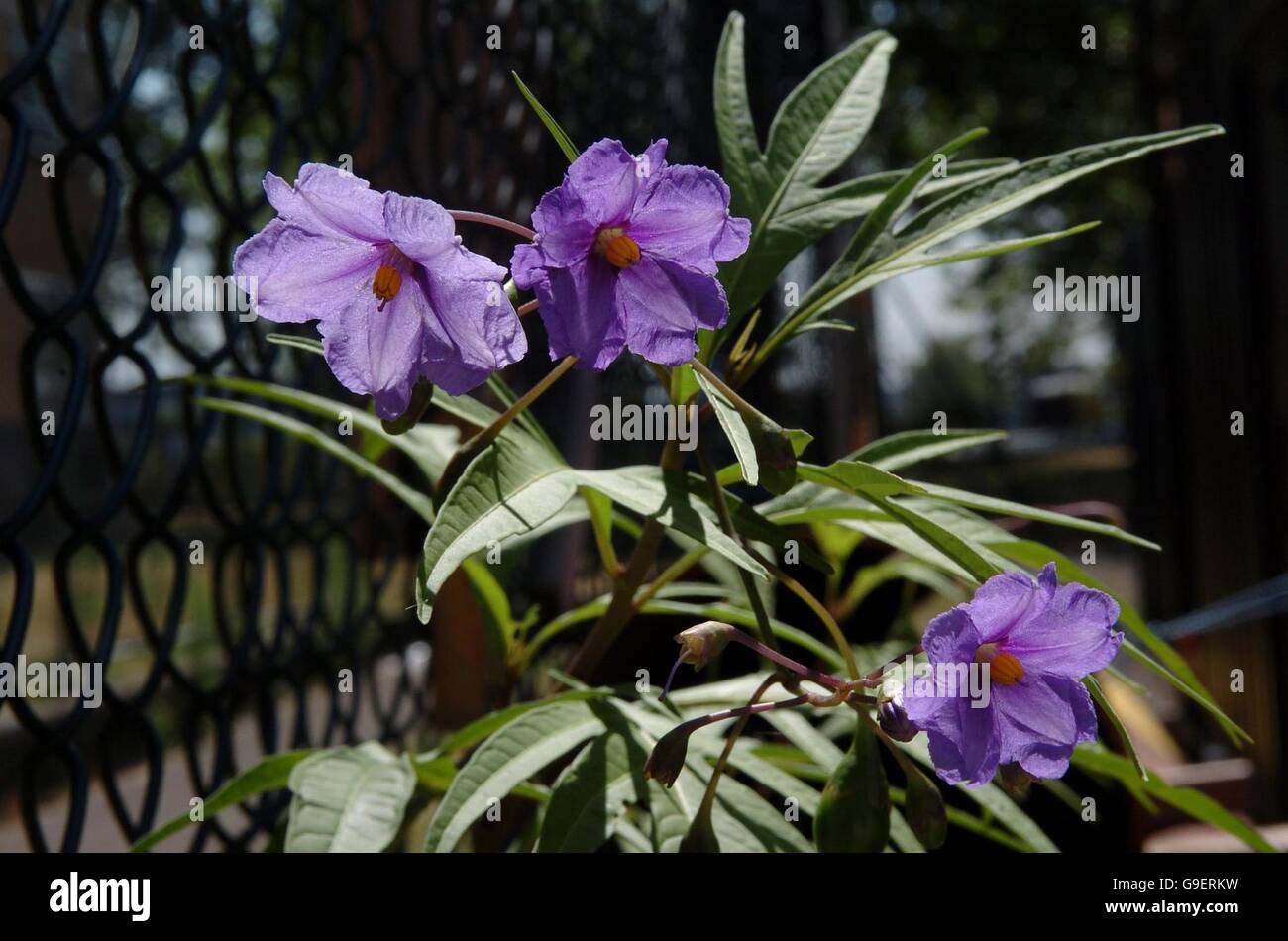 Rare flower out in bloom as heatwave continues Stock Photo Alamy