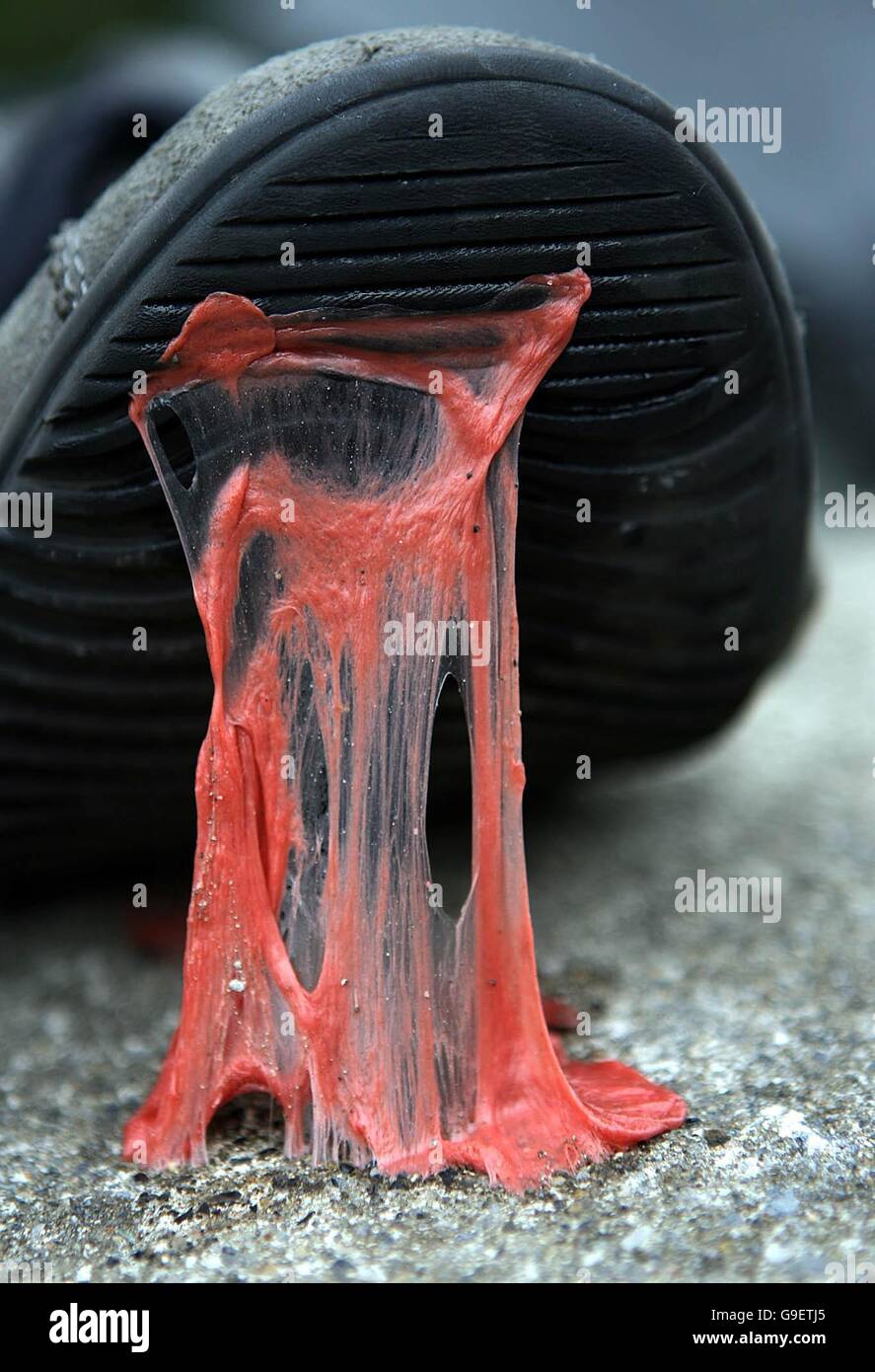 Chewing gum stuck to a shoe in Dublin Stock Photo Alamy