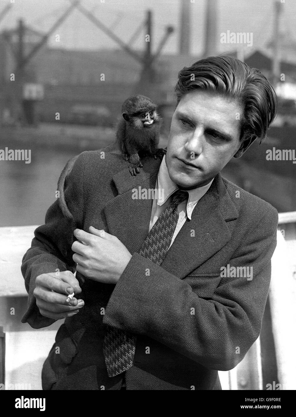 Gerald Durrell Stock Photo Alamy