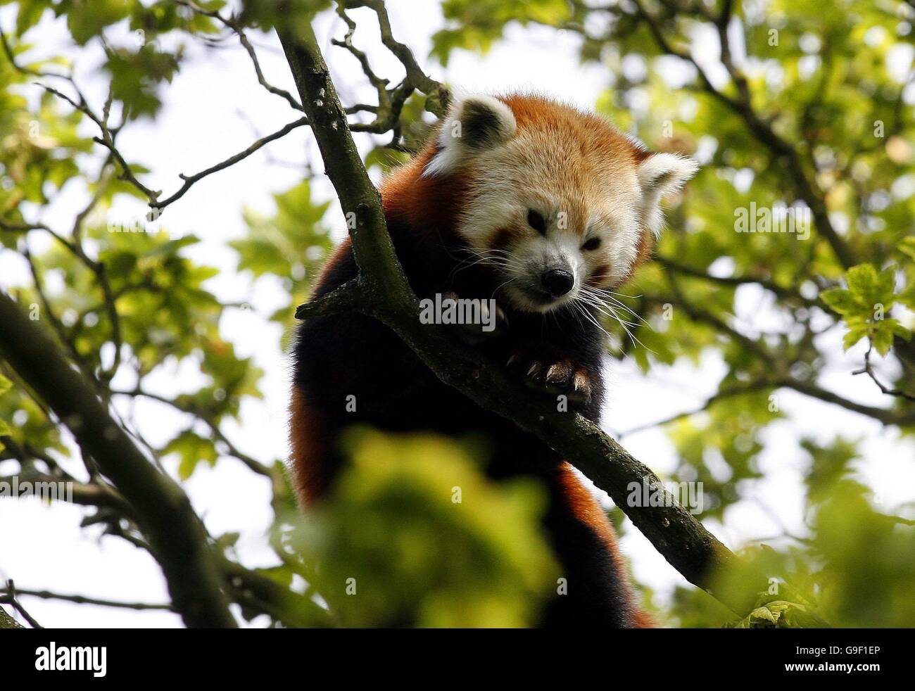 An Adult Red Panda. Monday 9th August 2006. Picture by Peter Byrne/PA. Chester zoo has had a baby boom with the birth of two Javan rhinoceros Hornbills, a Bongo Calf and a Sea Lion Stock Photo