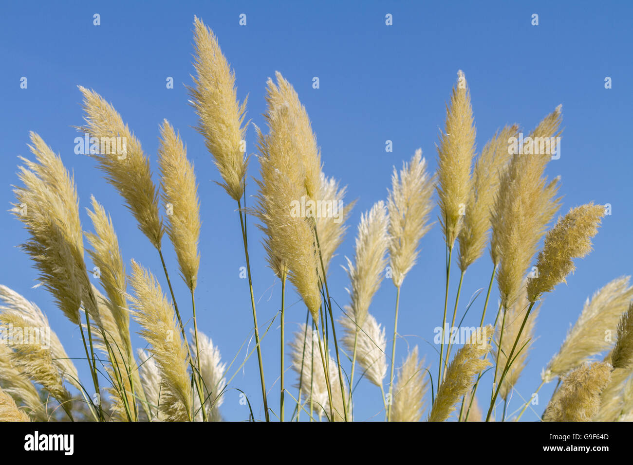 Tall pampass grass swaying majestically in the wind against a blue sky. Stock Photo