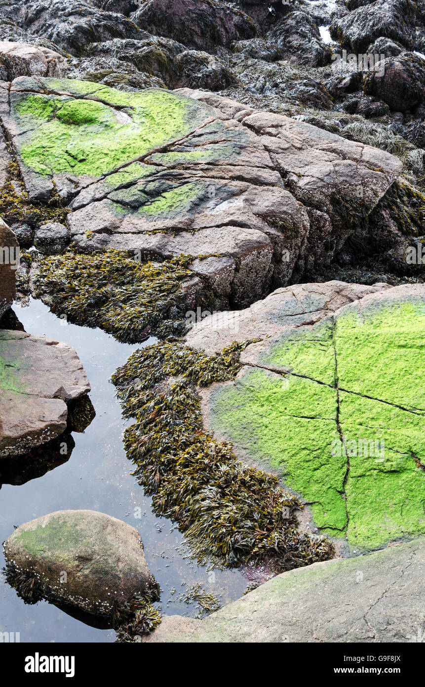 Bright green seaweed covers a pink granite edge at low tide in Seal Harbor, Maine. Stock Photo