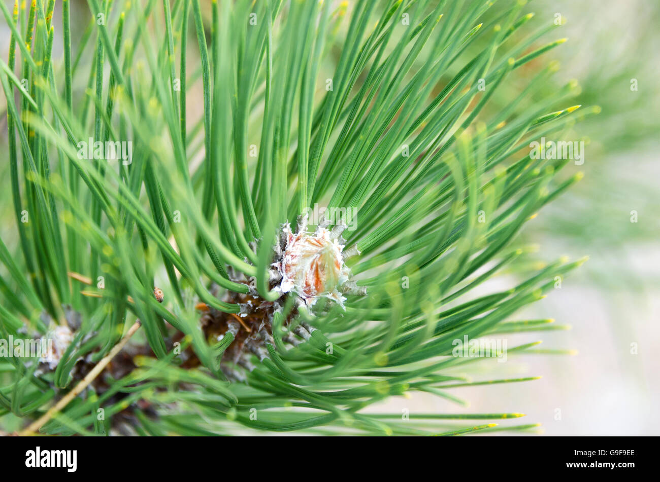 Branch tip of a Red Pine (Pinus resinosa) in December. Stock Photo
