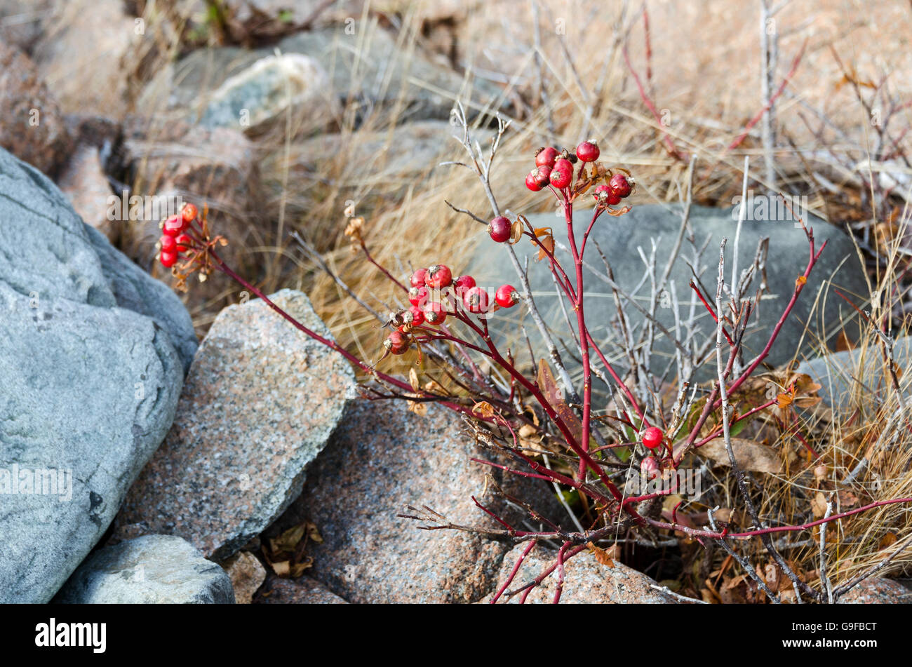 A Carolina Rose growing between boulders on the coast of Maine shows bright scarlet rose hips. Stock Photo