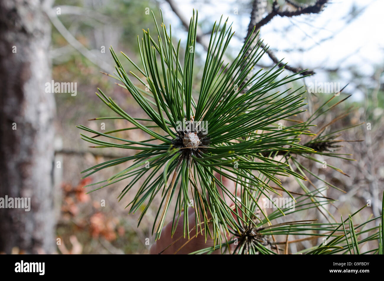 Close-up of the end of a Red Pine branch, Seal Harbor, Maine. Stock Photo