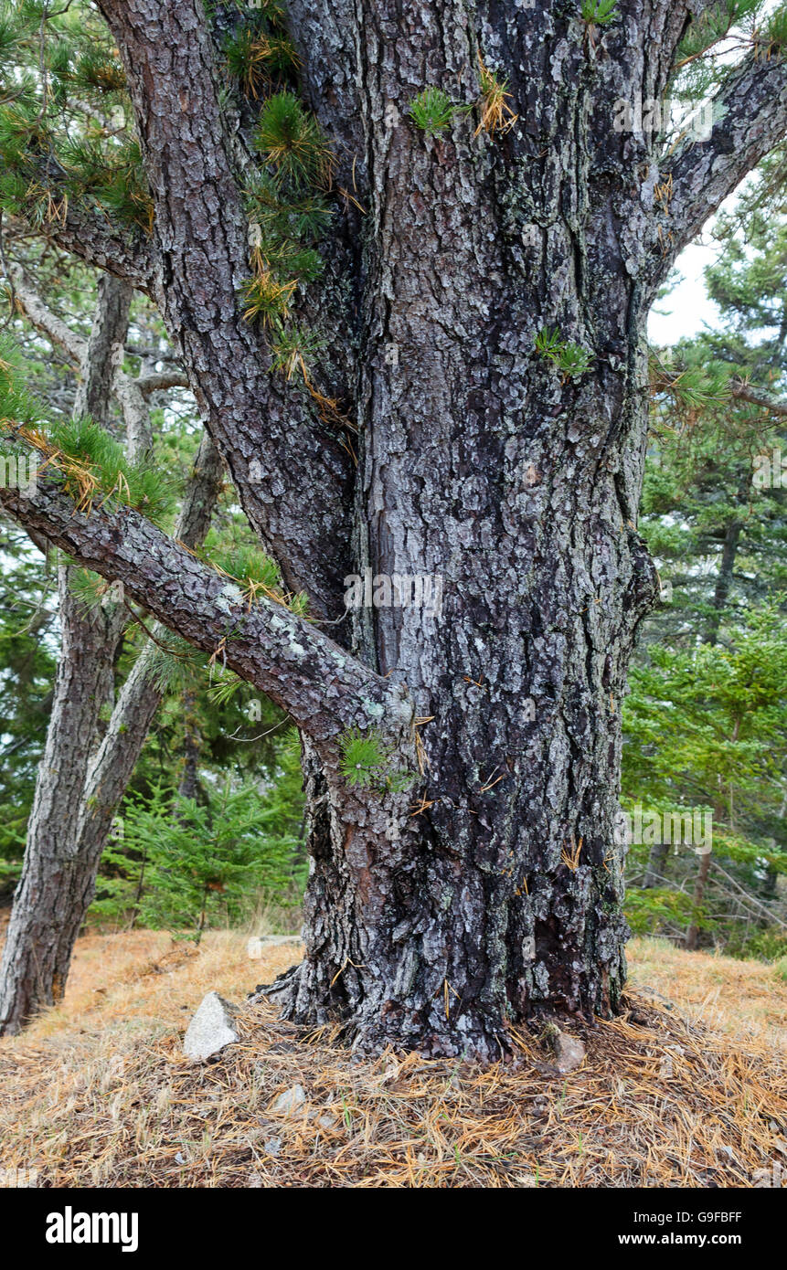 The trunk of an enormous, old Pitch Pine, showing the unusual habit of needles sprouting directly from the trunk, Maine. Stock Photo