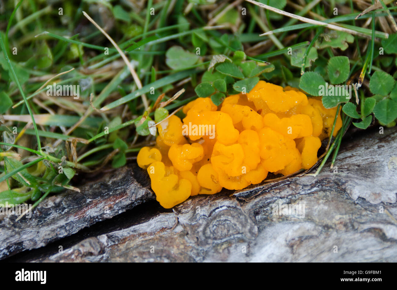 Orange Jelly Fungus (Dacrymyces palmatus) growing on the roots of a Pitch Pine (Pinus rigida) in Seal Harbor, Maine. Stock Photo