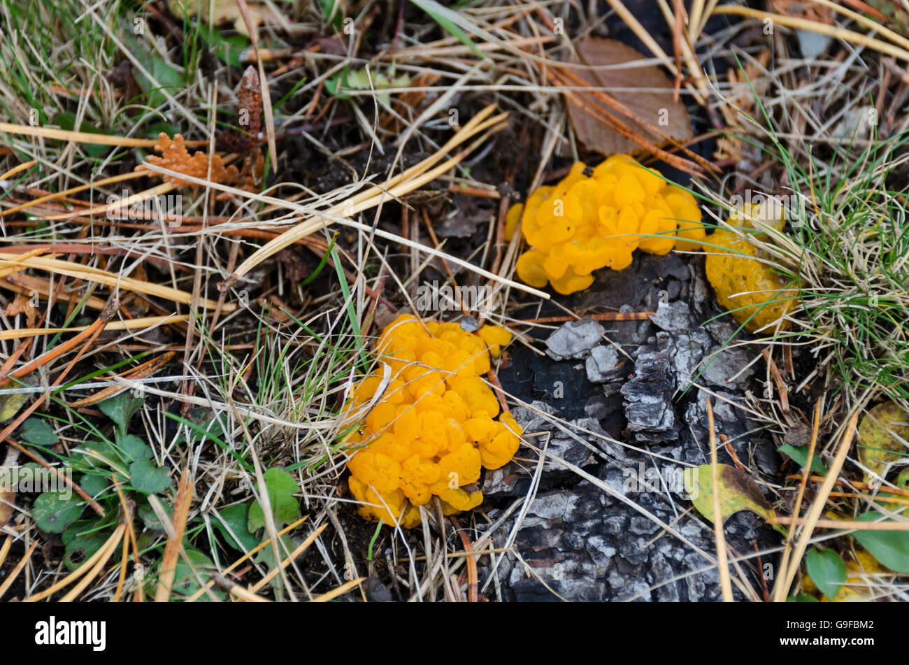 Orange Jelly Fungus (Dacrymyces palmatus) growing on the roots of a Pitch Pine (Pinus rigida) in Seal Harbor, Maine. Stock Photo