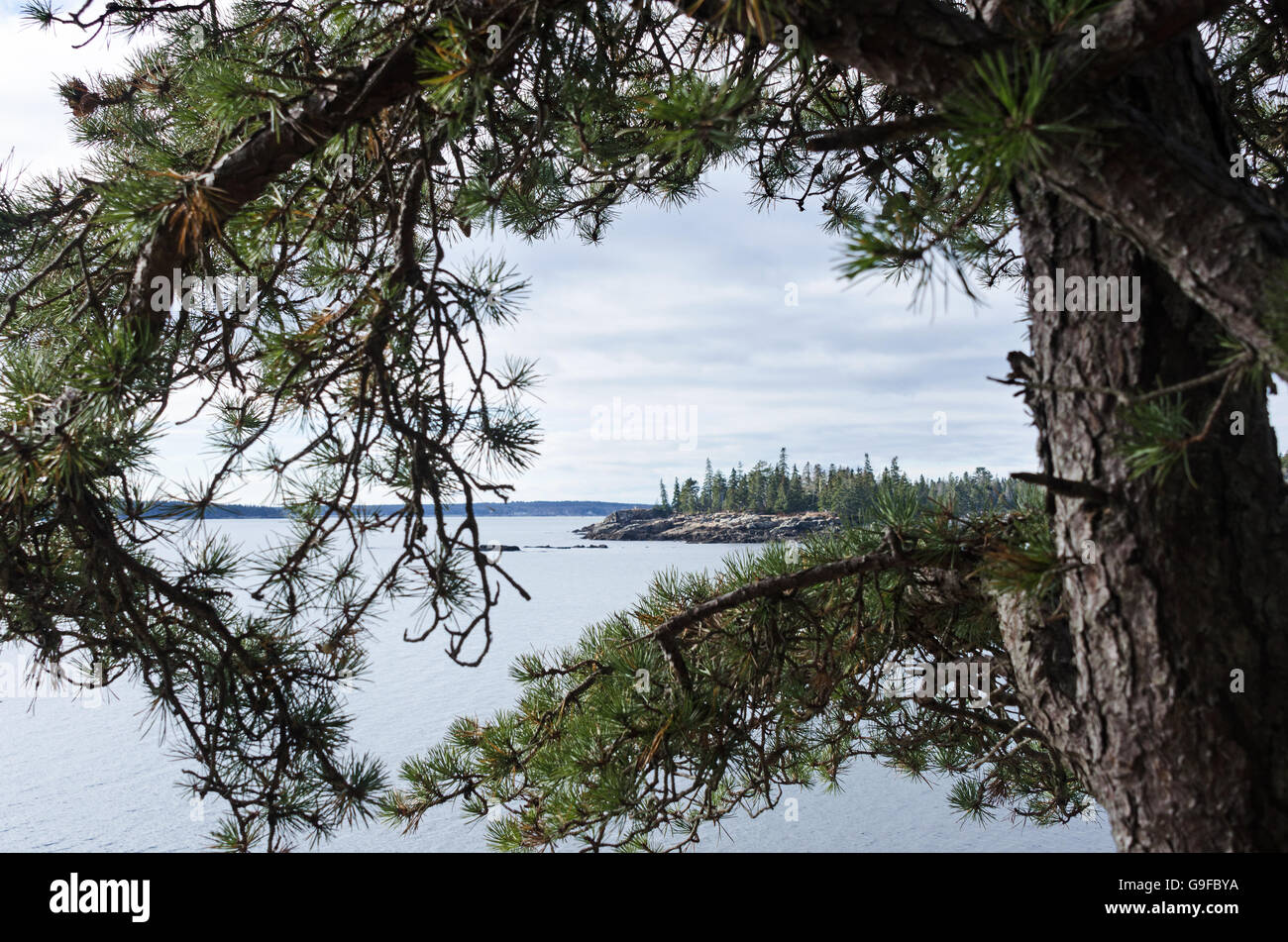 The branches of a Pitch Pine frame the view across Seal Harbor, Maine. Stock Photo