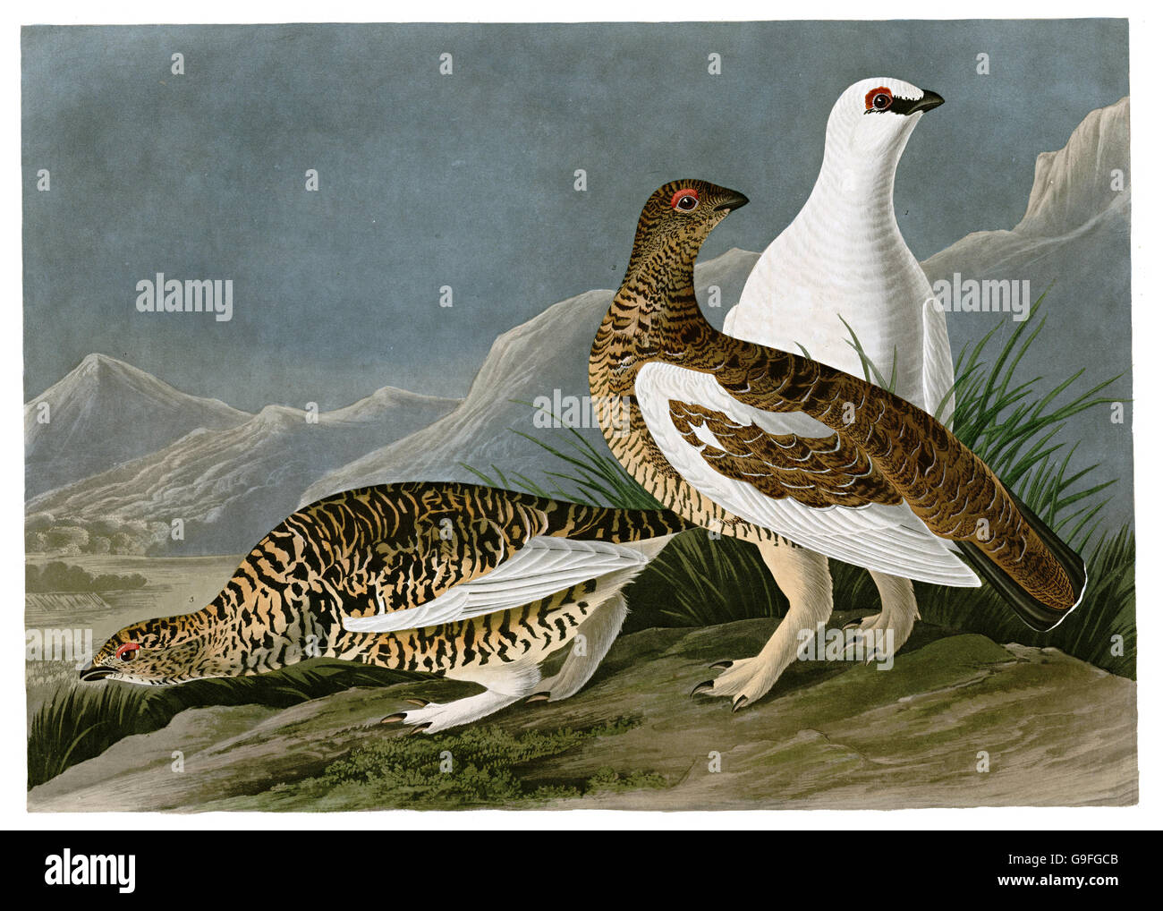 Ptarmigan, Lagopus mutus, birds, 1827 - 1838 Stock Photo