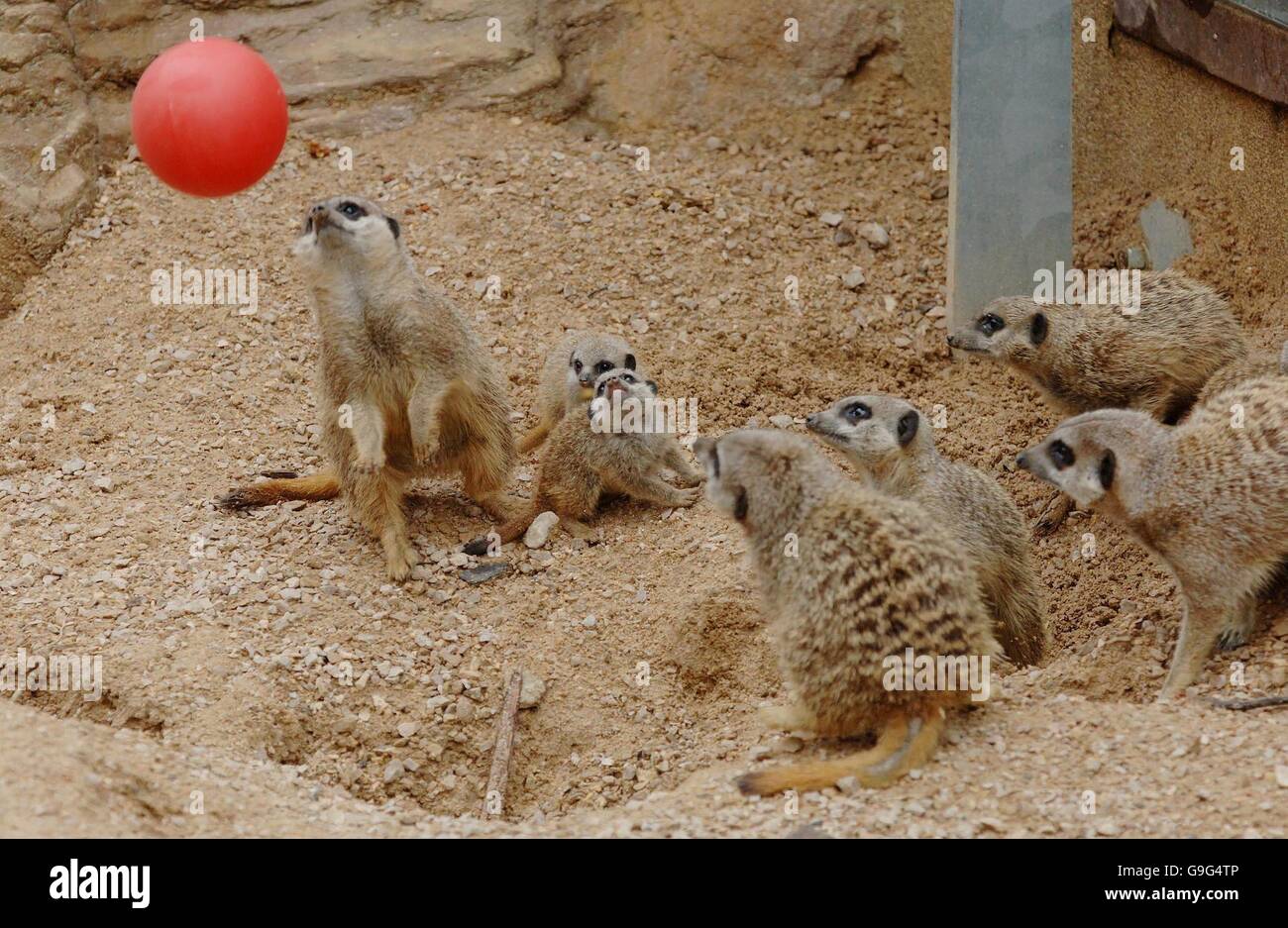 Meerkats play with a ball at London Zoo as the zoo gives some of its residents Bank Holiday treats. Stock Photo