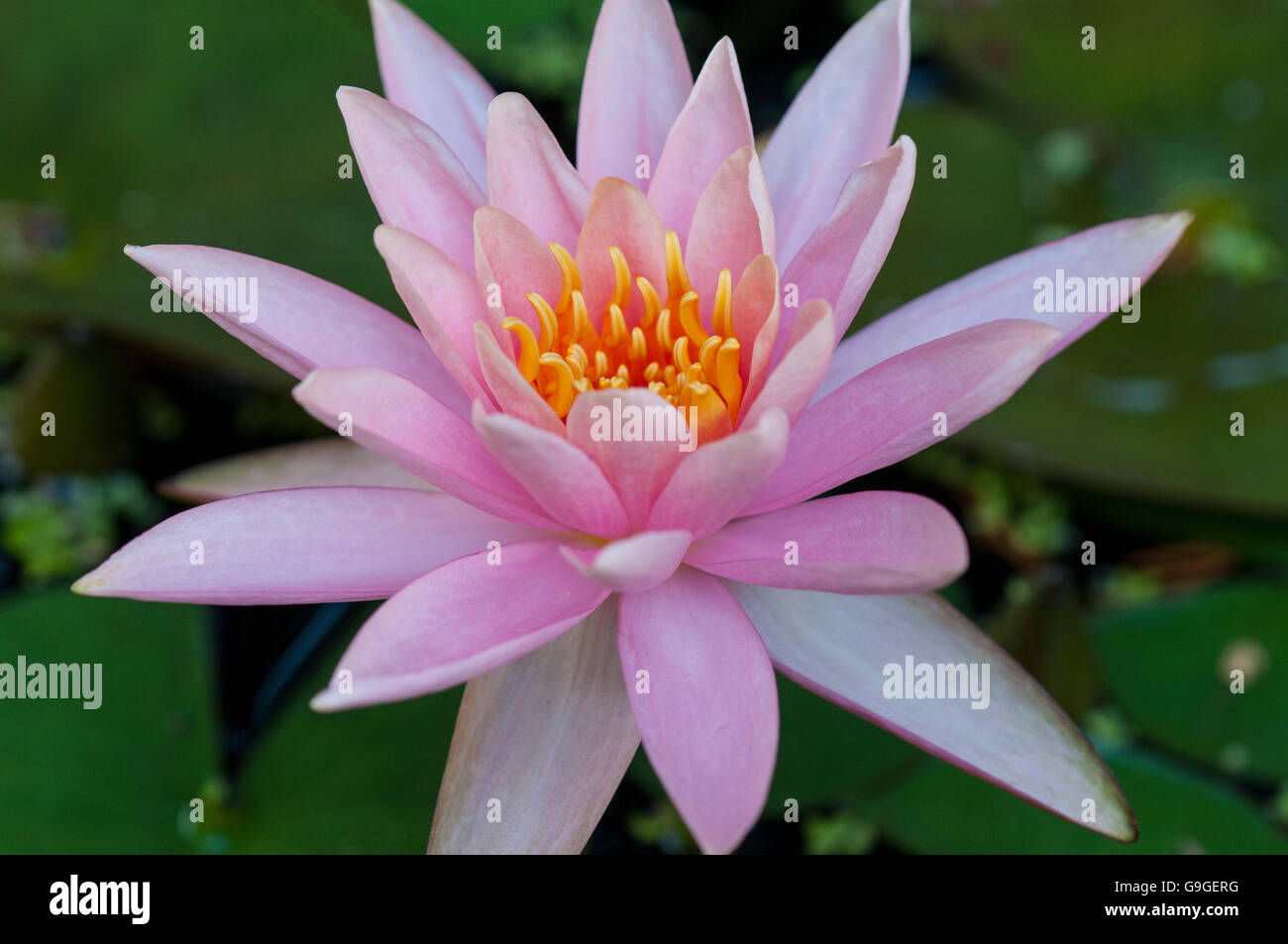Closeup of a Lilly flower with lilly pads Stock Photo Alamy