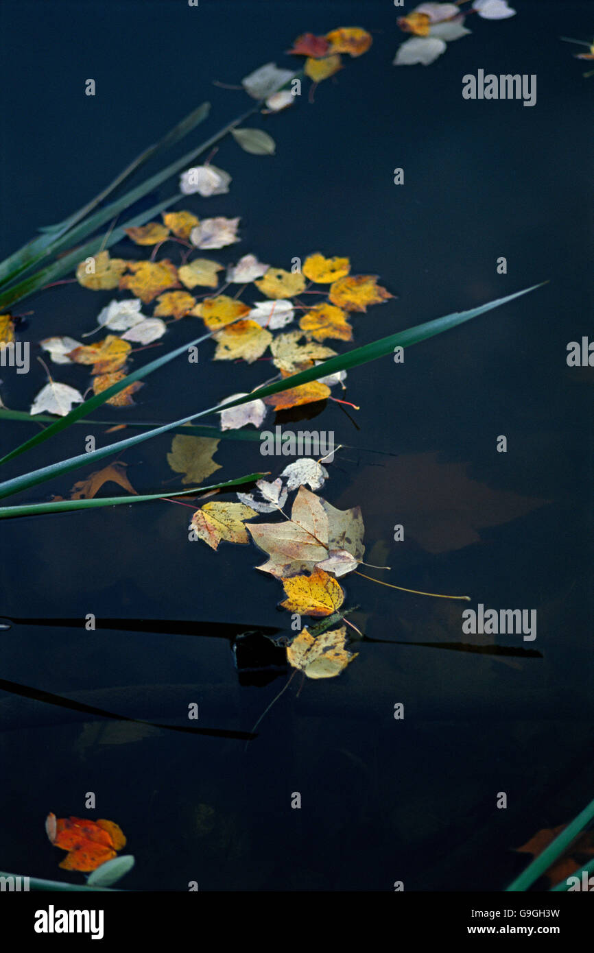 Floating reed leaves hi-res stock photography and images - Alamy