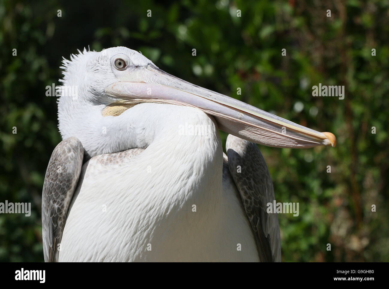 Eurasian Dalmatian pelican (Pelecanus crispus) in closeup Stock Photo