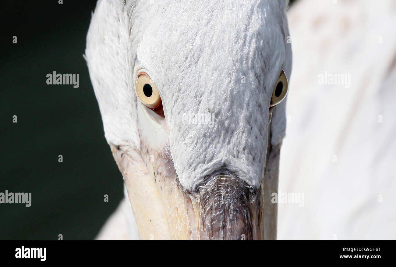 Eurasian Dalmatian pelican (Pelecanus crispus), extreme closeup of the eyes and head, staring into the lens Stock Photo
