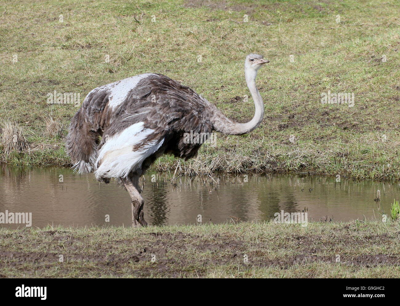 Female African Common Ostrich (Struthio camelus) near the water's edge Stock Photo