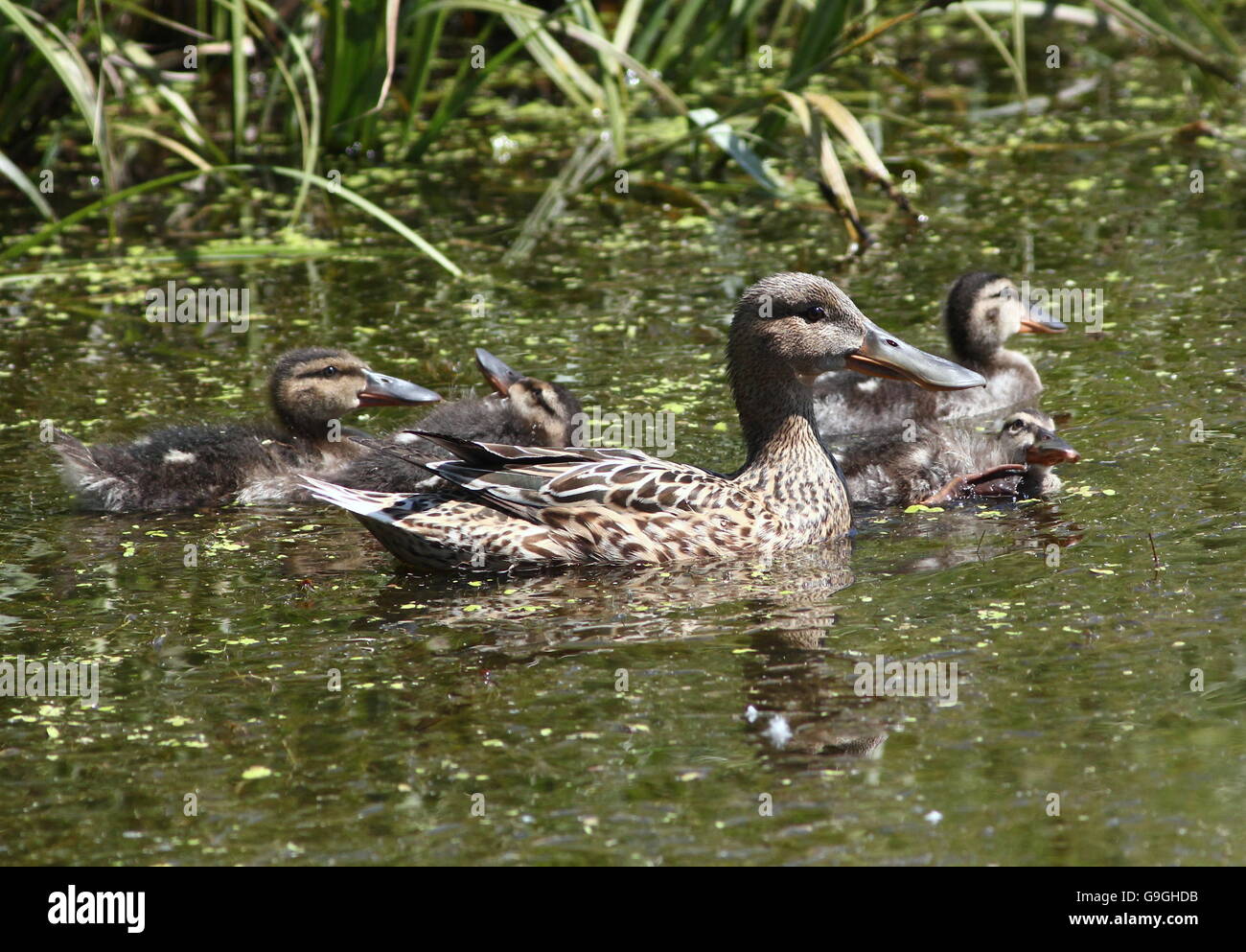Female Northern Shoveler duck (Anas clypeata) swimming with her baby ducklings Stock Photo