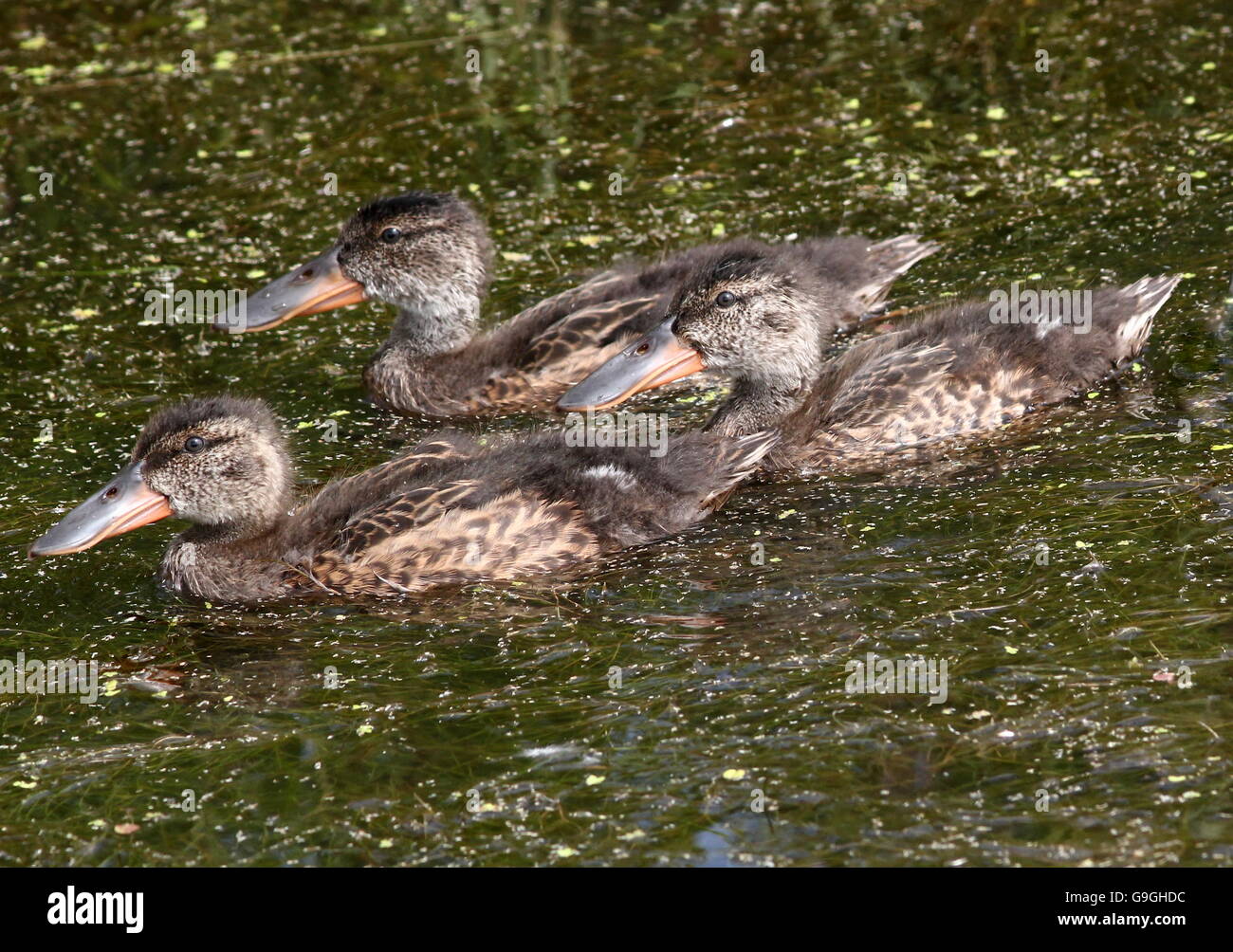 Three Northern Shoveler ducklings (Anas clypeata) swimming together Stock Photo
