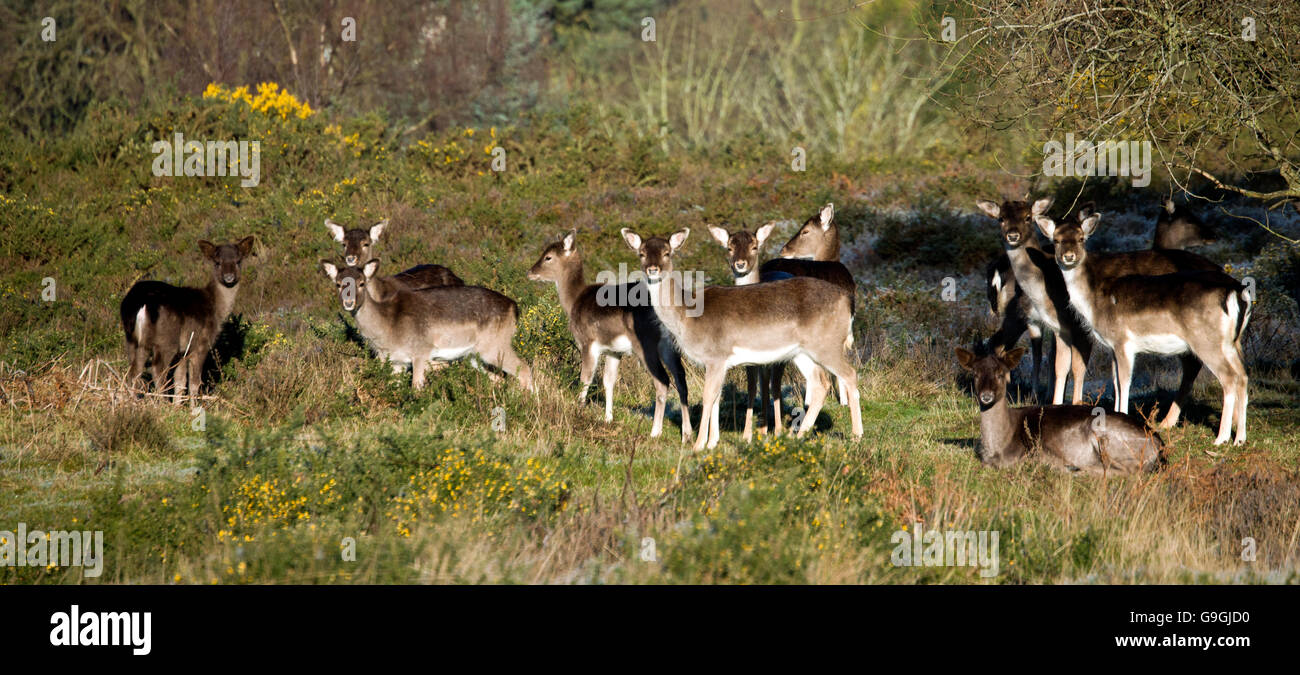 Fallow Deer in winter on Cannock Chase AONB Area of Outstanding Natural Beauty in autumn Staffordshire England United Kingdom Stock Photo