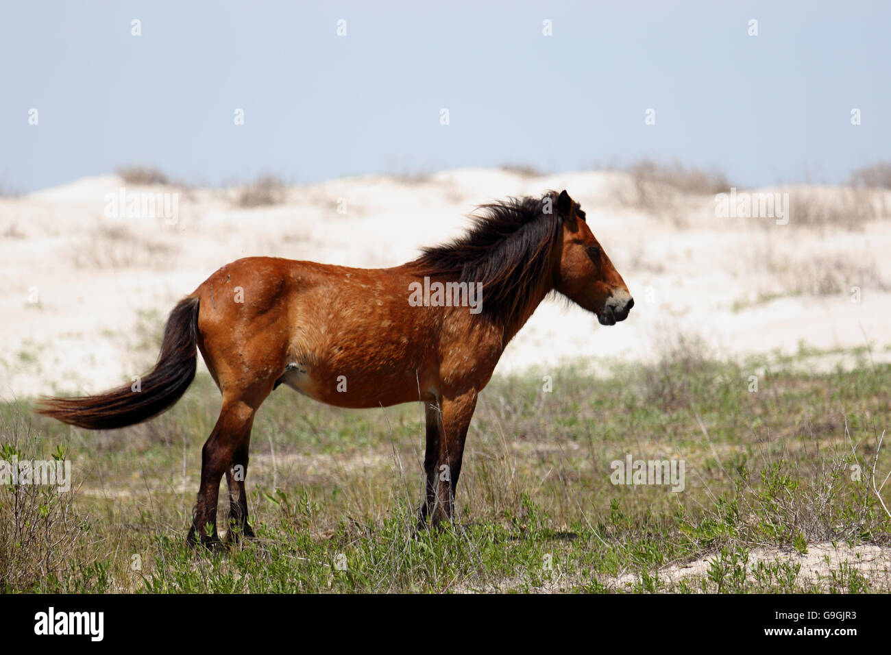 The wild horses of Shackleford Banks Stock Photo - Alamy