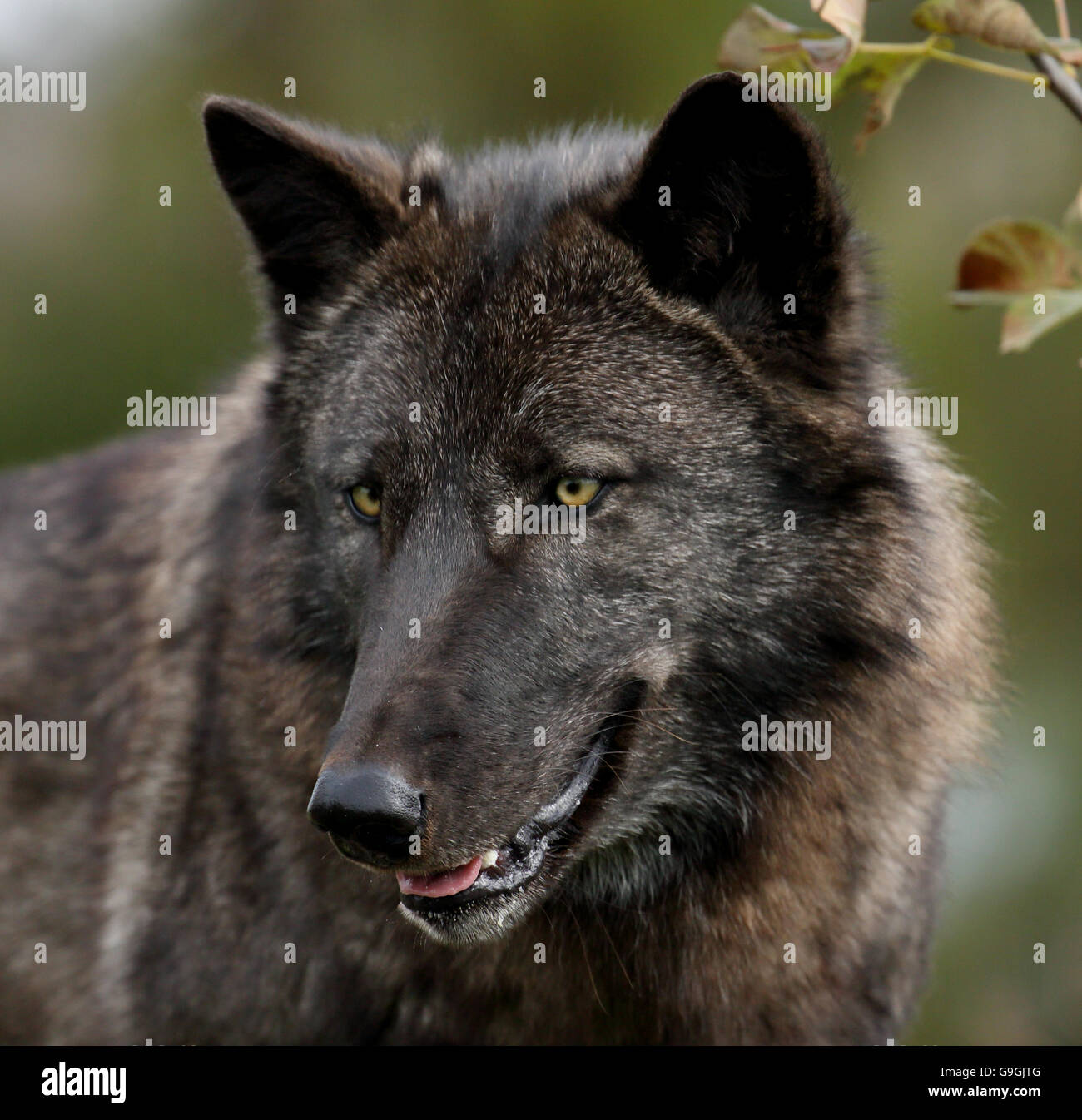 Greywolf Blacksock
