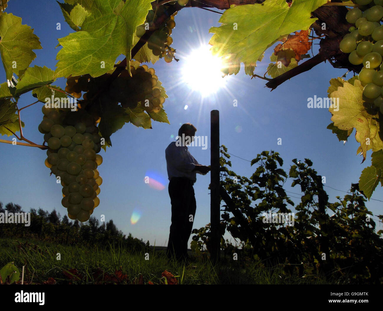 Bumper harvest for English vineyards Stock Photo Alamy
