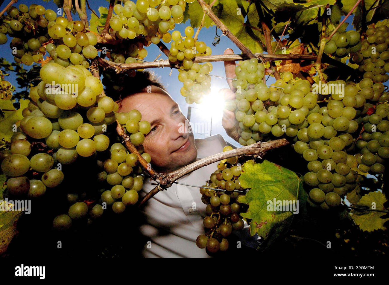Bumper harvest for English vineyards Stock Photo Alamy
