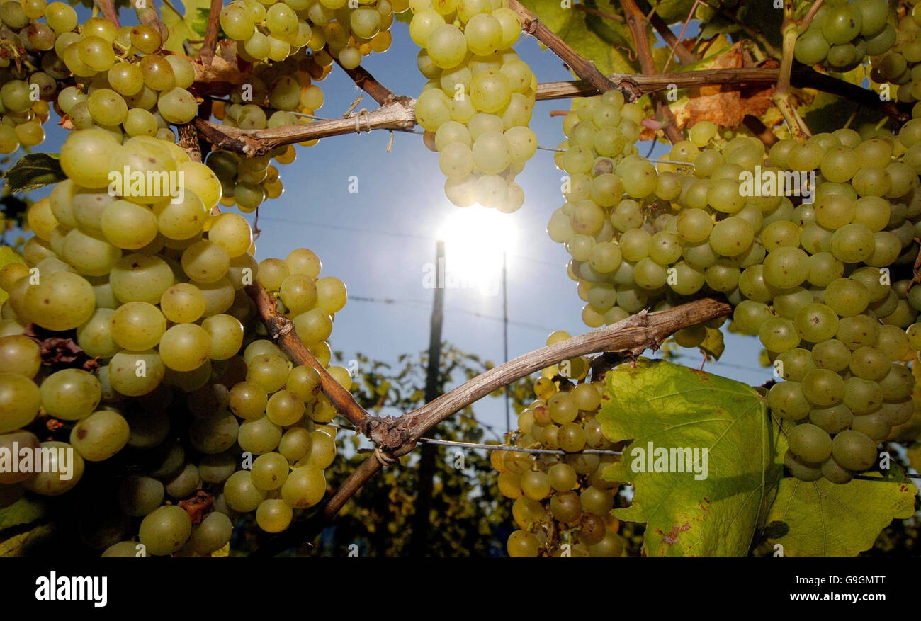 Bumper harvest for English vineyards Stock Photo Alamy