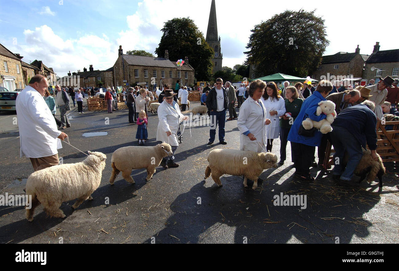 Sheep are paraded as thousands of visitors attend the Historic Masham Sheep Fair in Masham, North Yorkshire. Stock Photo