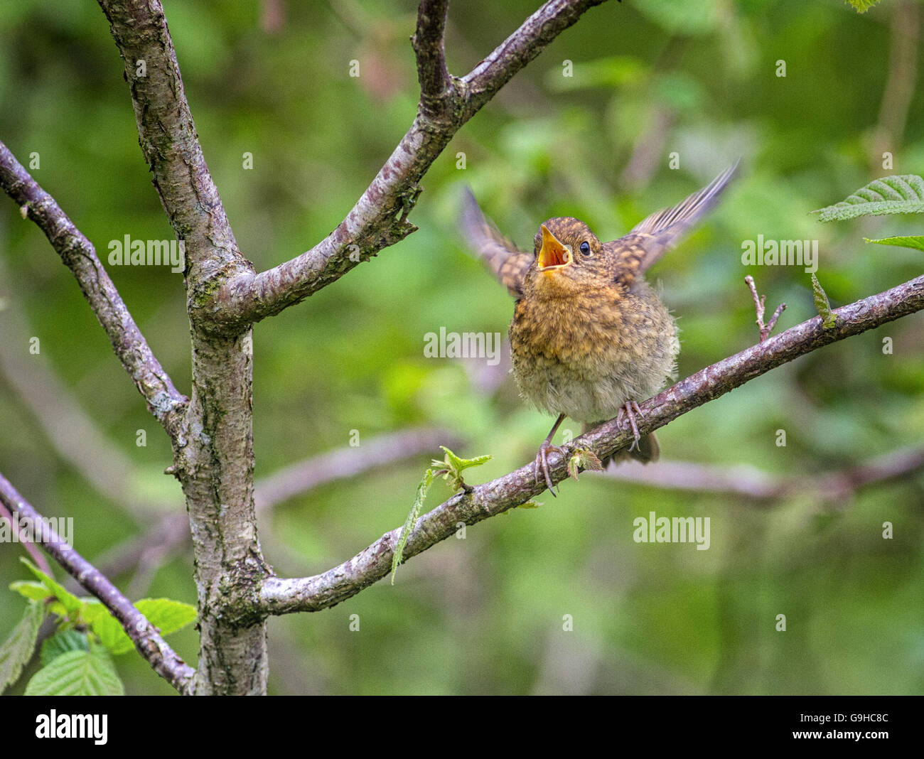 Juvenile robin begging for food by squarking and flapping for attention.  Fluttering her wings. Stock Photo