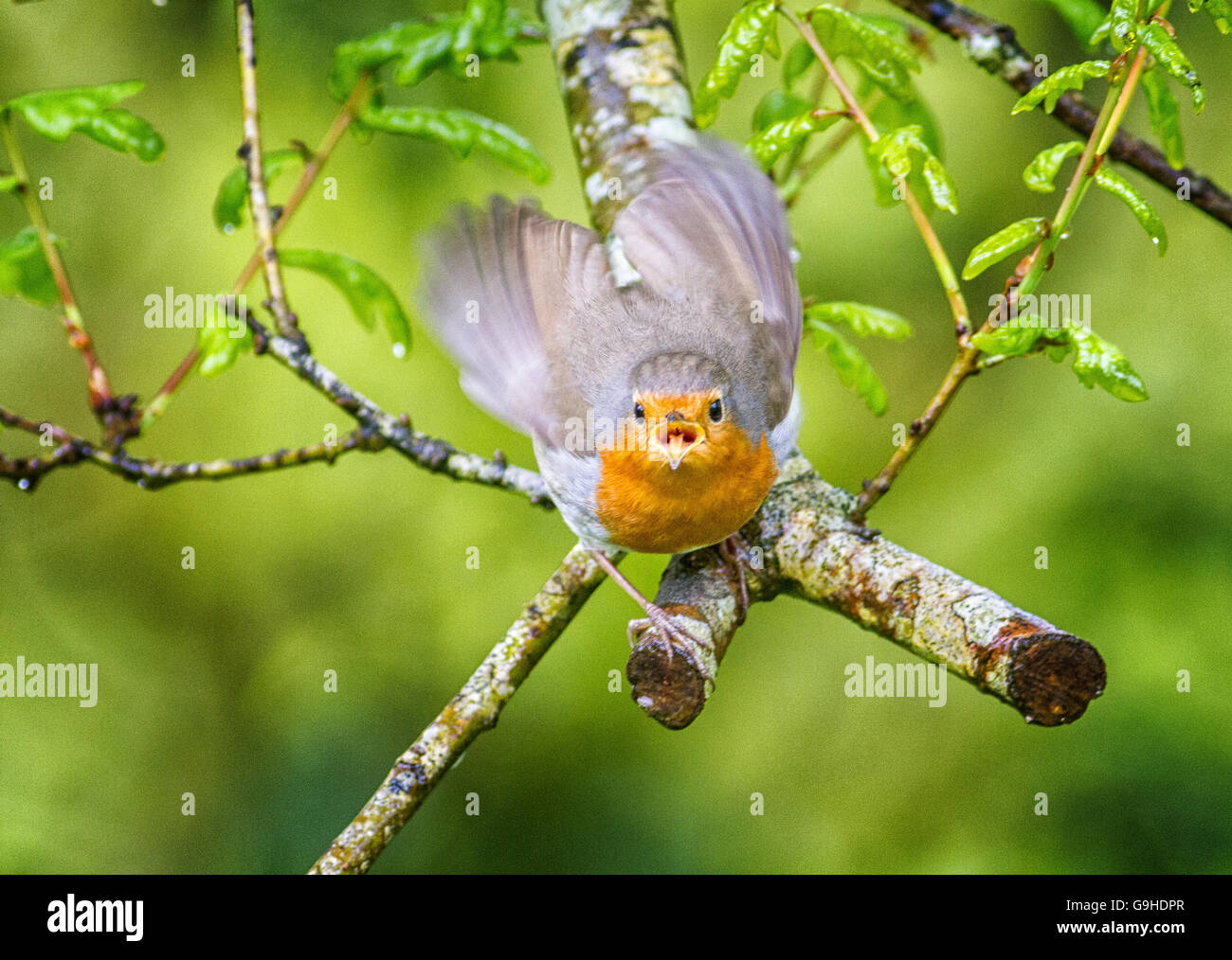 Adult robin begging for food by squarking and flapping for attention.  Fluttering her wings. Stock Photo