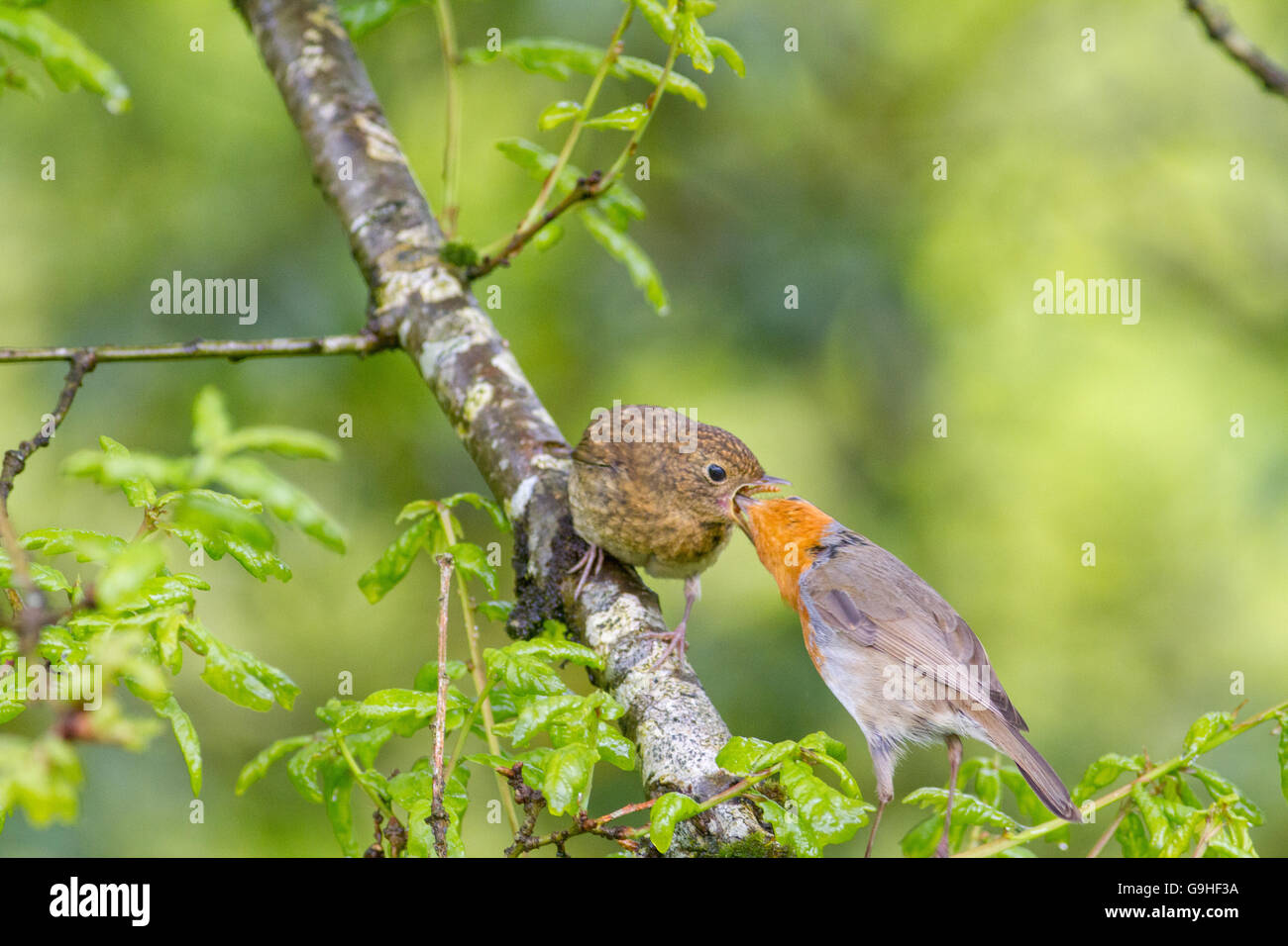 European Robin parent feeding his youngster in a tree.  The background is a natural green, they are in a woods. Stock Photo
