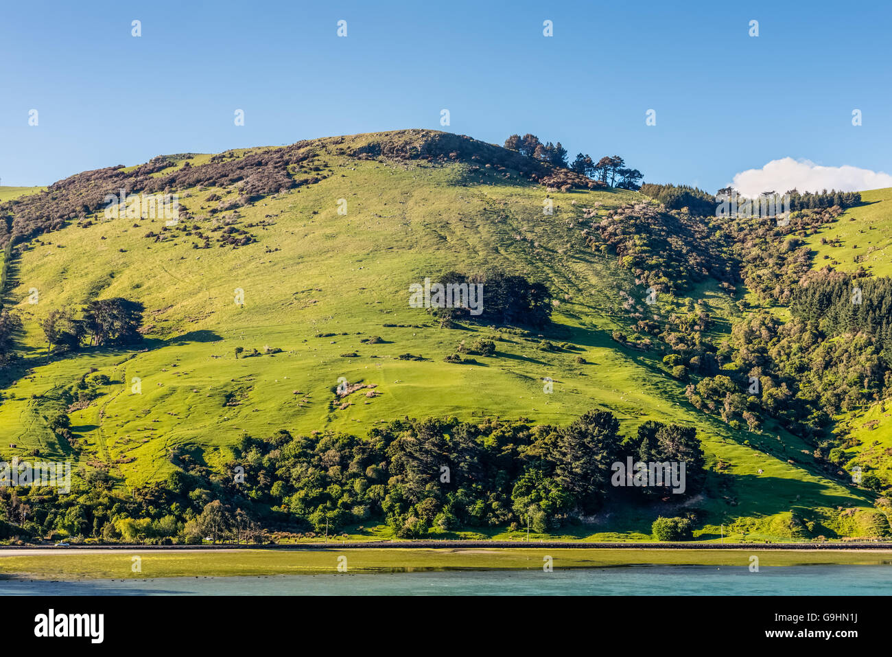 Beautiful landscape of the New Zealand - hills covered by green grass with herds of sheep - near Dunedin Stock Photo