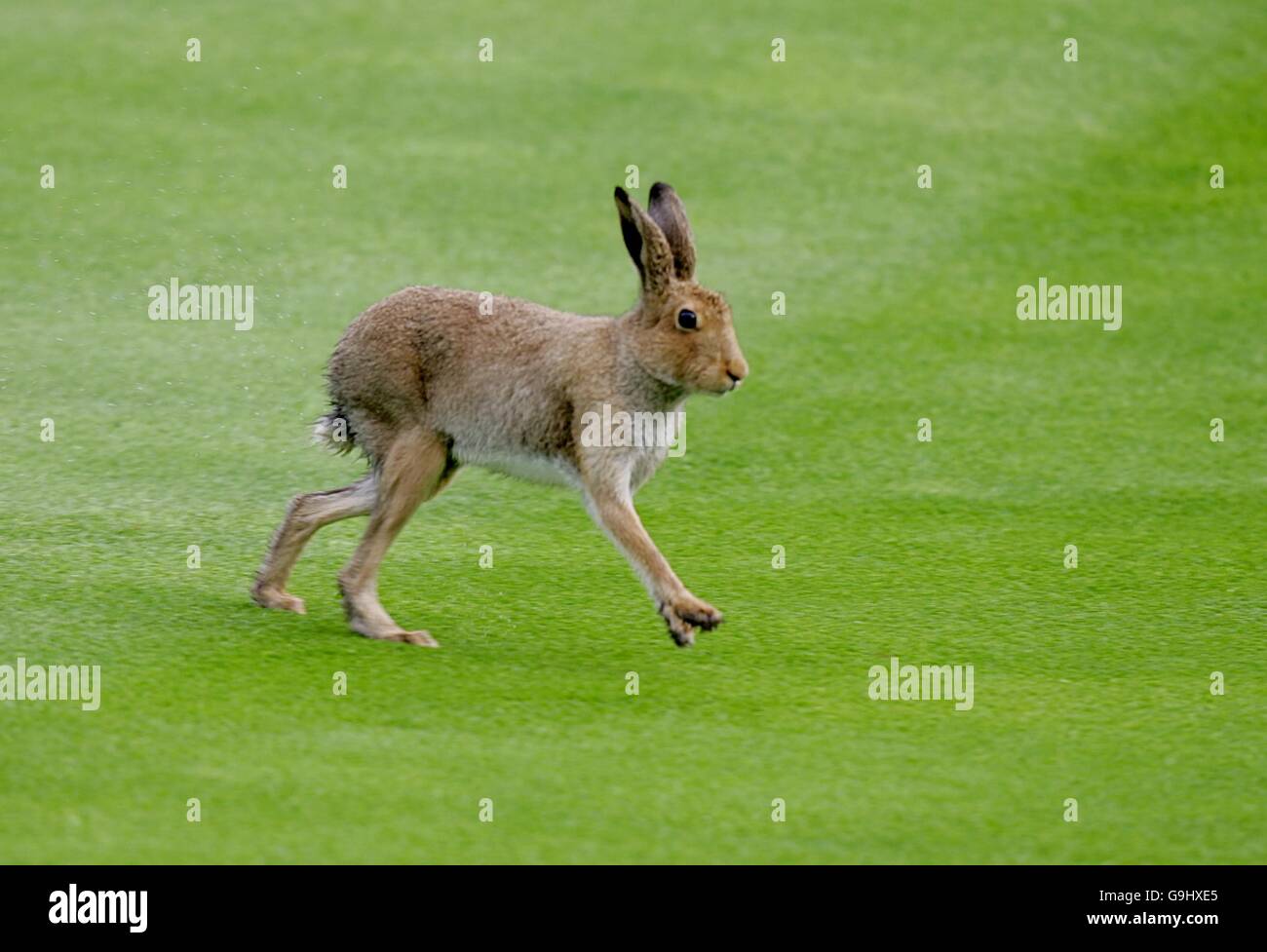 Golf - 36th Ryder Cup - Day Two - The K Club. A hare runs arcoss the fairway. Stock Photo