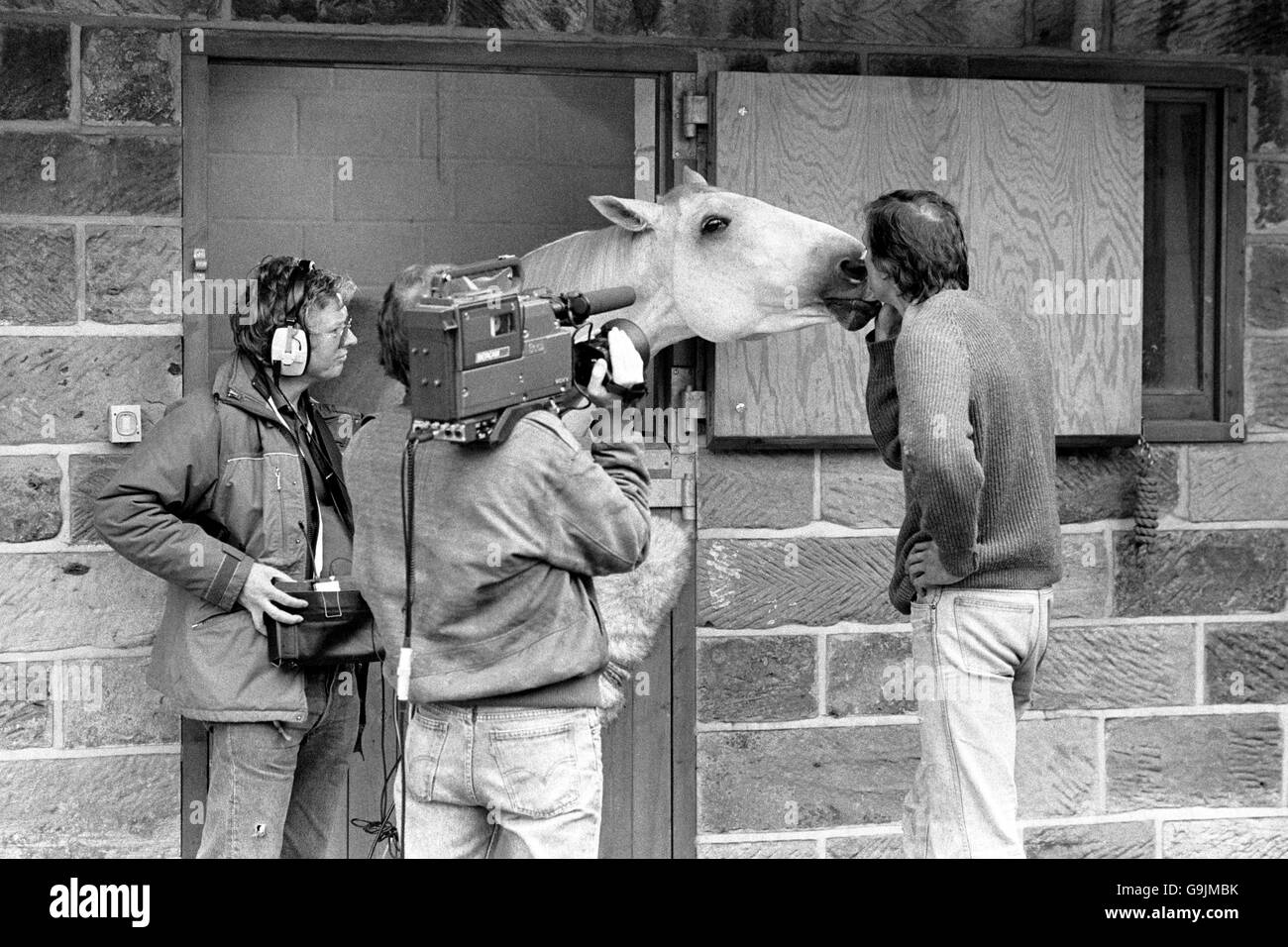 Equine superstar Desert Orchid at home in north Yorkshire gets a peck from owner Richard Burridge before the cameras - rolling for the horse's own television show. Stock Photo