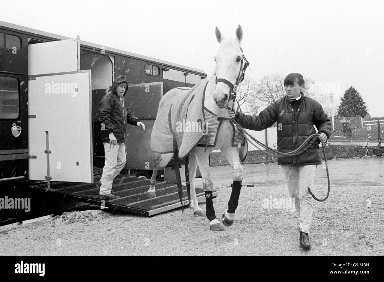 Desert Orchid, favoruite for the Cheltenham Gold Cup Chase, arrives at the Gloucestershire racecourse, led by Janice Coyle. Stock Photo