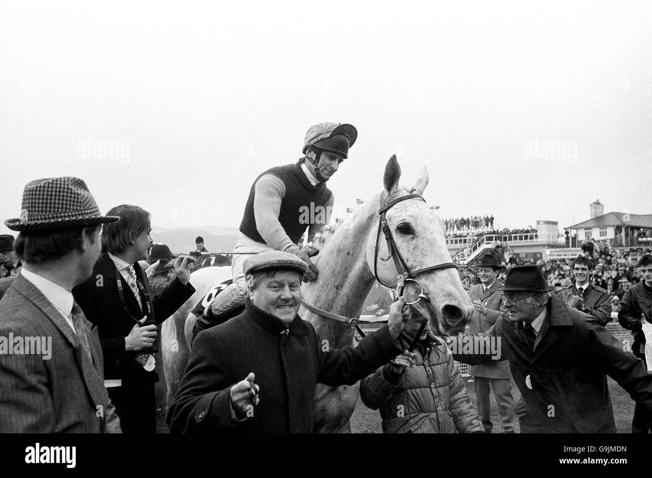 Desert Orchid - Tote Gold Cup Stock Photo
