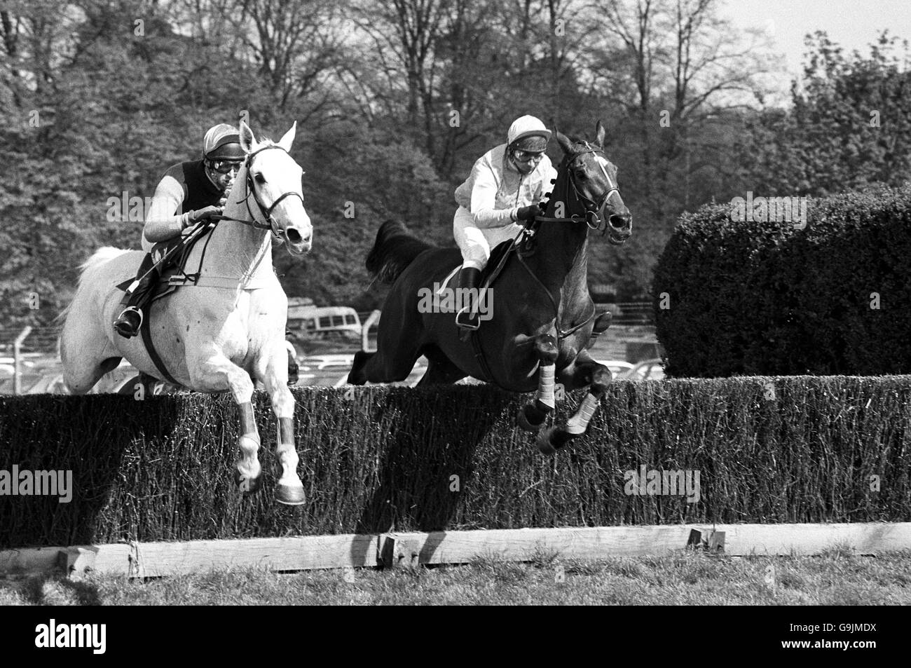 Desert Orchid (left) with jockey Simon Sherwood, jumps the last half a stride ahead of second place Kildimo, Jim Frost up, before Richard Burridge's grey gelding came home to win the Whitbread Gold Cup at Sandown Park. Stock Photo