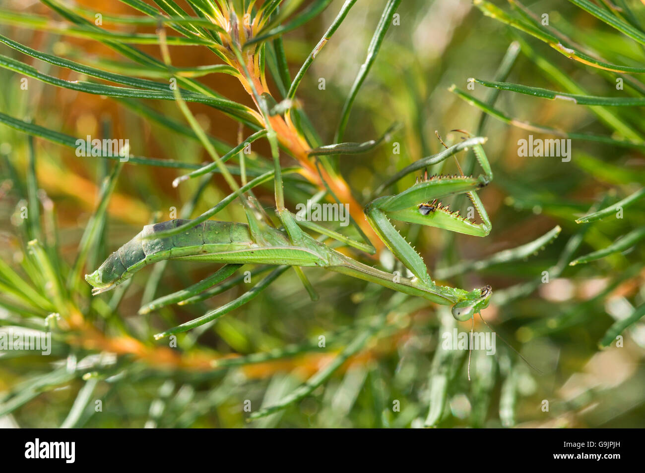 False garden mantid (Pseudomantis albofimbriata) - praying mantis - on Banksia Stock Photo