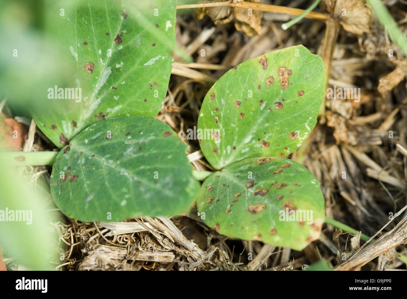 Leaf and stem blight on peas Stock Photo