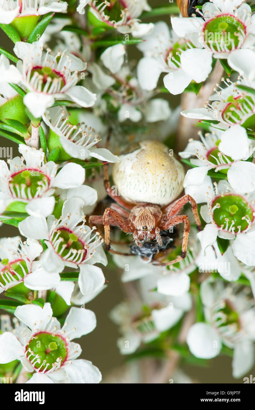 Flower spider (Thomisidae) feeding on a small scarab beetle. Stock Photo