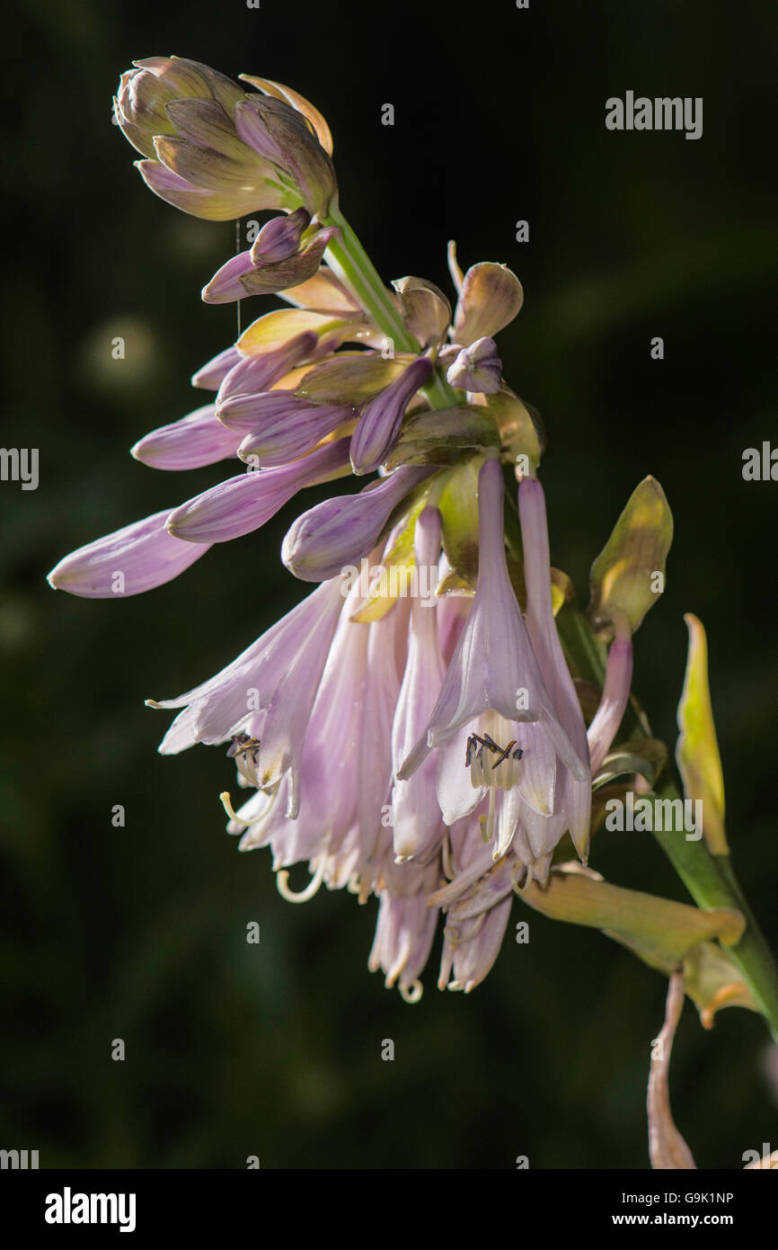Flower of a Hosta plant loved by Bees. Stock Photo