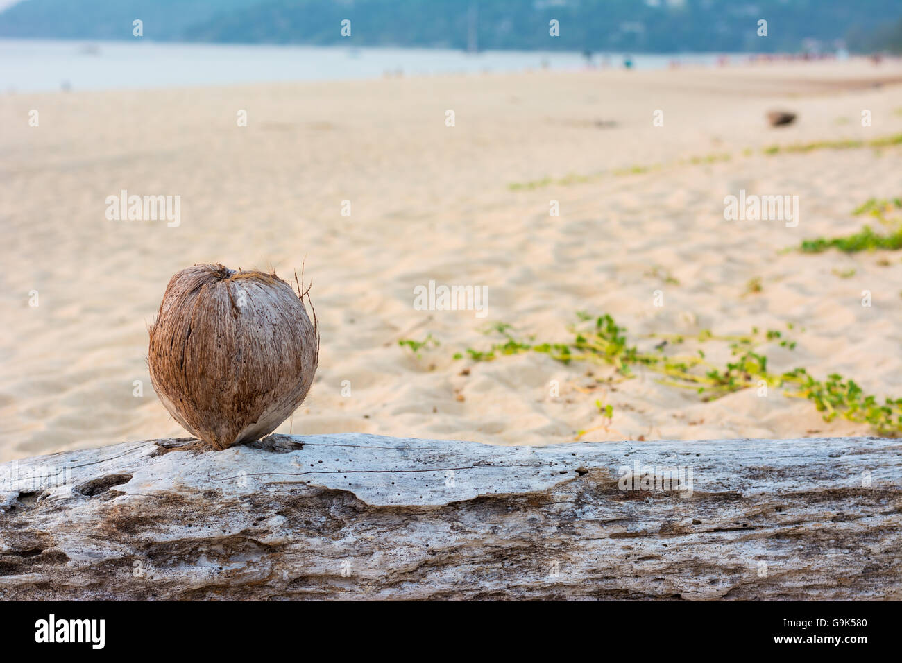 background beach blue caribbean cocktail coco coconut coconuts drink