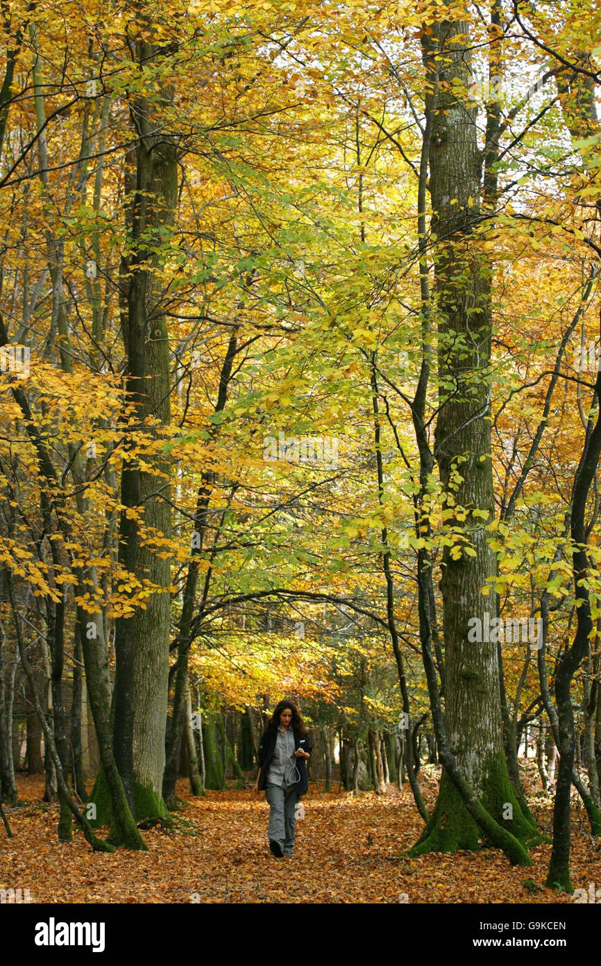 Forestry commission ranger hi-res stock photography and images - Alamy