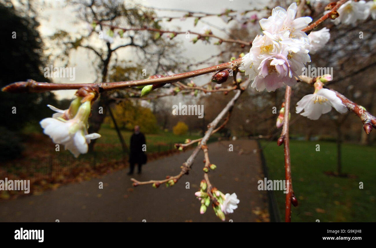 Cherry tree blossom in December Stock Photo - Alamy